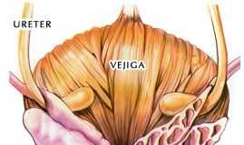 Tratamiento de la prostata 2-ac2a9-desconocido-vista-posterior-prostata2
