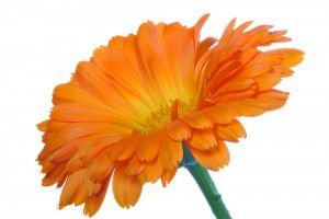 Caléndula y Karité calendula1