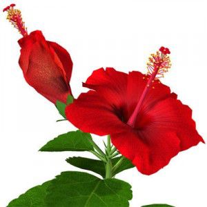 Té de Hibiscus hibiscusa-jpg1b5a3e5a-6dc8-43f0-bd7d-f4adf361bd9flarge