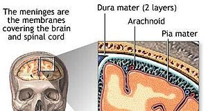 300px-meninges_diagram