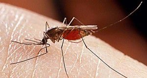 Mosquito_450x3011