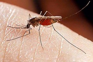 Mosquito_450x3011