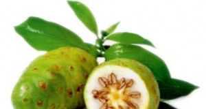 Fruta medicinal: el noni Noni-21