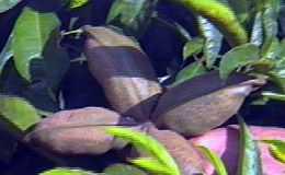 Árbol de cola frutocola1