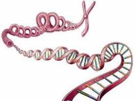 la-investigacion-del-adn-de-obesidad-infantil1