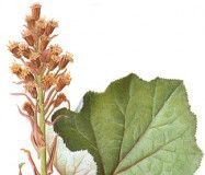 Remedio natural para la fiebre del heno y la alergia: la petasita petasita1
