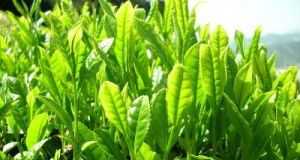 Te-Verde1