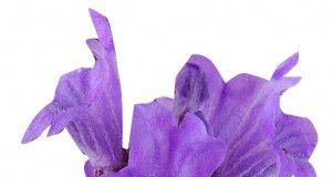 flor_lavanda1