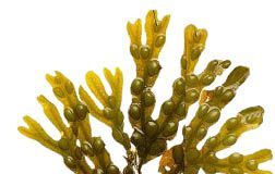 fucus-11