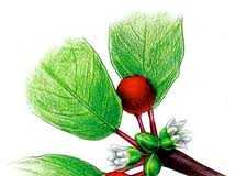 images4