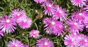 lampranthus-spectabilis1
