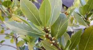 laurel1