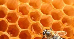miel-abeja1