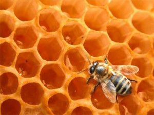 miel-abeja