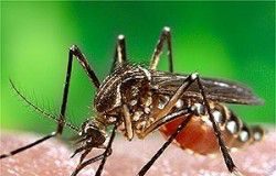mosquito-de-la-malaria1