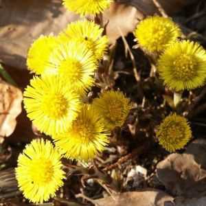 Farfara para afecciones pulmonares Tussilago_farfara_21
