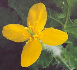 Chelidonium celandine-chelidonium-majus-large