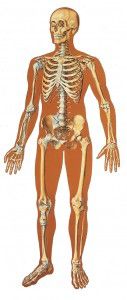 esqueleto_11