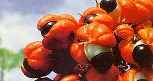guarana21
