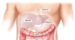 intestino_grueso1