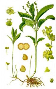 Mercurial una planta laxante, diurética y purgante mercurial_perenne1