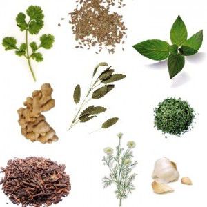 Los beneficios de las plantas plantas-medicinales