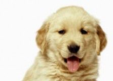 20051104014232-perrito1