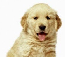 20051104014232-perrito1