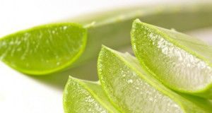 4-aloe-vera1