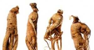 Ginseng1
