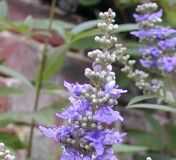 Vitex-agnus-castusl1