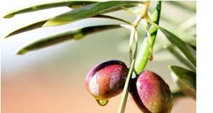 aceitunas11