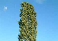 alamo-arbol1