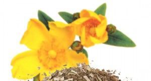 hiperico-planta-cortada-eco-donde-comprar-venta-de-plantas-medicinales-flores-secas-frutos-propiedades1