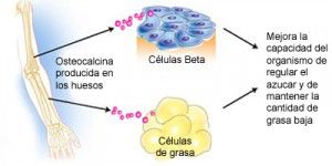 huesos_endocrinos