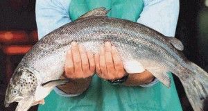 omega31