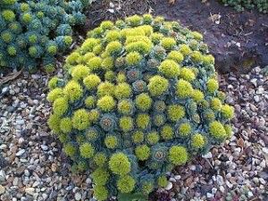 La Rodiola nos proporciona energia fisica rhodiola-rosea1