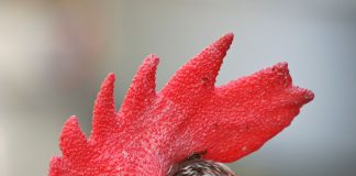 rooster_portrait2