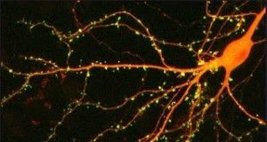 Neuropsina1