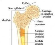 composicion-femur1