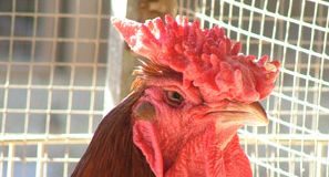 gallo_cresta1