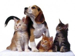 mascotas