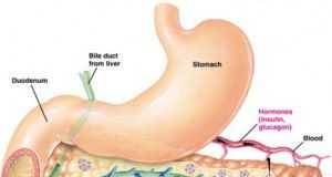 pancreas1