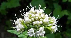 1564e_valeriana1