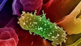ecolibacteria