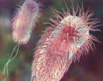eschericcchiacoli