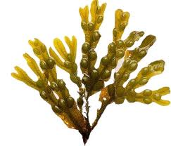 El fucus: fitoterapia para adelgazar fucuss