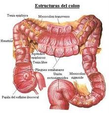limpiezaintestinal