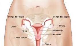 Como-se-puede-prevenir-el-cancer-de-cuello-de-utero