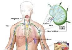 Linfoma-Hodgkin